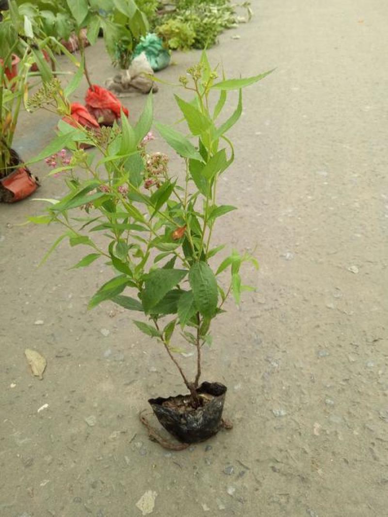 花镜植物菱叶绣线菊黄金喷泉盆栽植物花卉花园庭院种植
