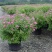 花镜植物菱叶绣线菊黄金喷泉盆栽植物花卉花园庭院种植