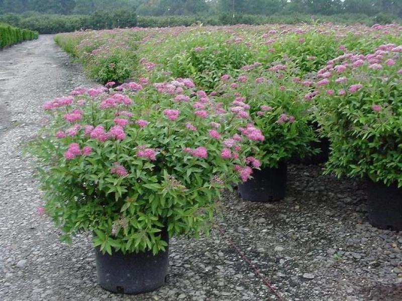 花镜植物菱叶绣线菊黄金喷泉盆栽植物花卉花园庭院种植