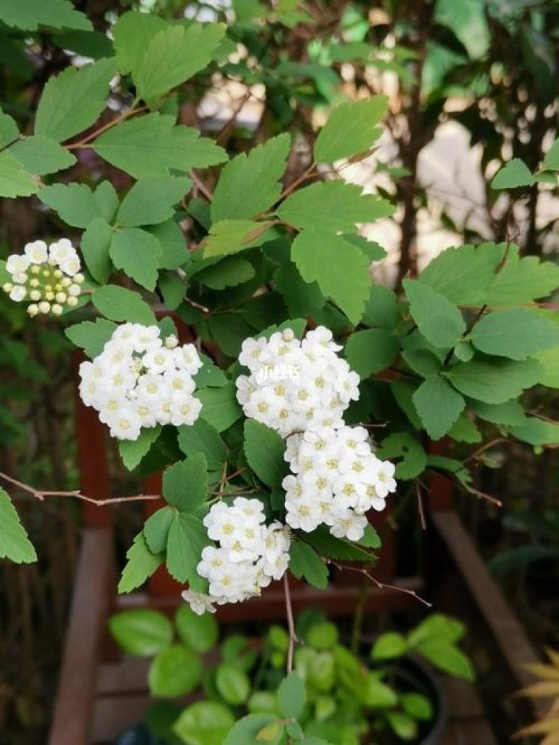 花镜植物菱叶绣线菊黄金喷泉盆栽植物花卉花园庭院种植