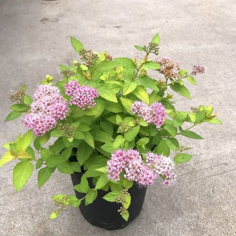 花镜植物菱叶绣线菊黄金喷泉盆栽植物花卉花园庭院种植