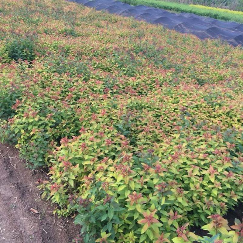 花镜植物菱叶绣线菊黄金喷泉盆栽植物花卉花园庭院种植