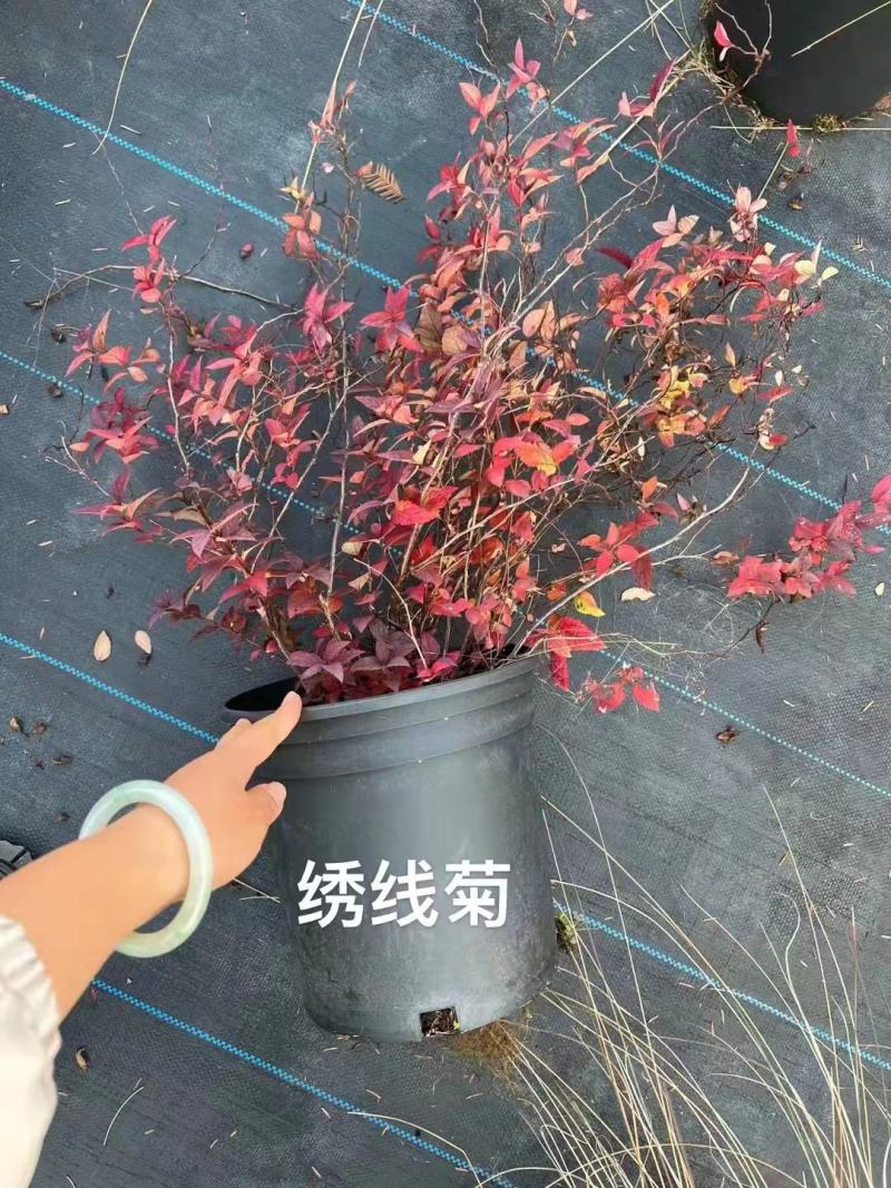 花镜植物菱叶绣线菊黄金喷泉盆栽植物花卉花园庭院种植