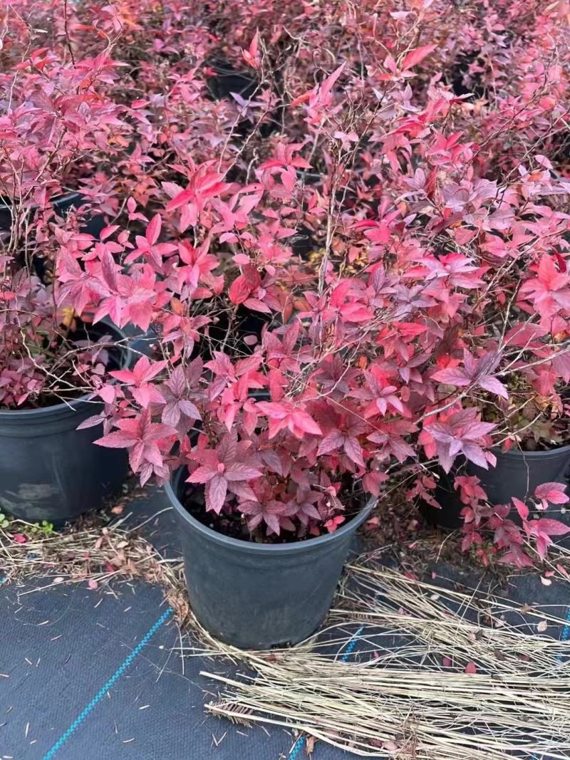 花镜植物菱叶绣线菊黄金喷泉盆栽植物花卉花园庭院种植