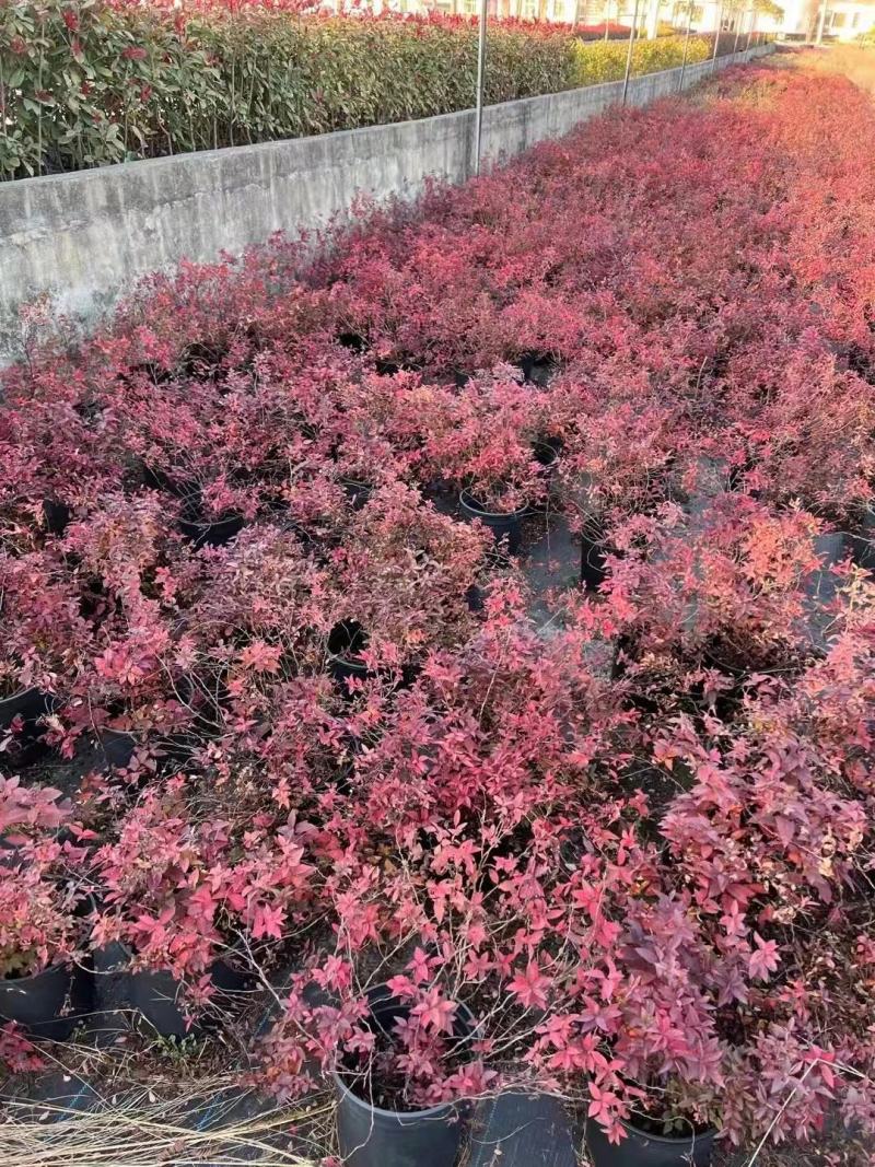 花镜植物菱叶绣线菊黄金喷泉盆栽植物花卉花园庭院种植