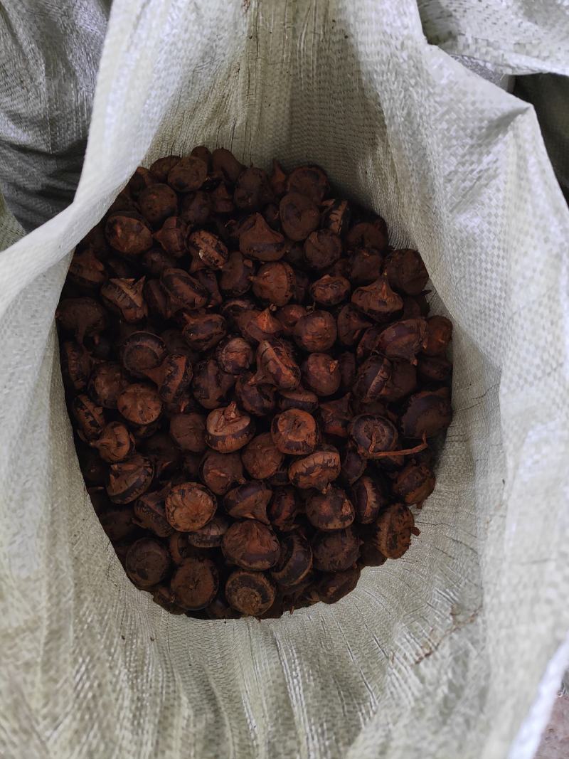 【马蹄】荸荠湖北毛马蹄大量供应品质保证全国发货