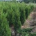 蜀桧1/2/3/5米高价格绿篱清明墓地松道路荒山绿化