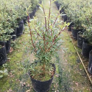 松红梅常年开花盆栽带花苞一树多色耐寒耐热阳台庭院客厅花卉