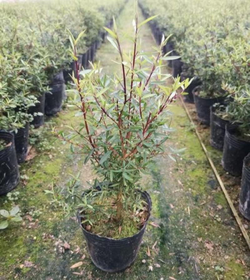 松红梅常年开花盆栽带花苞一树多色耐寒耐热阳台庭院客厅花卉
