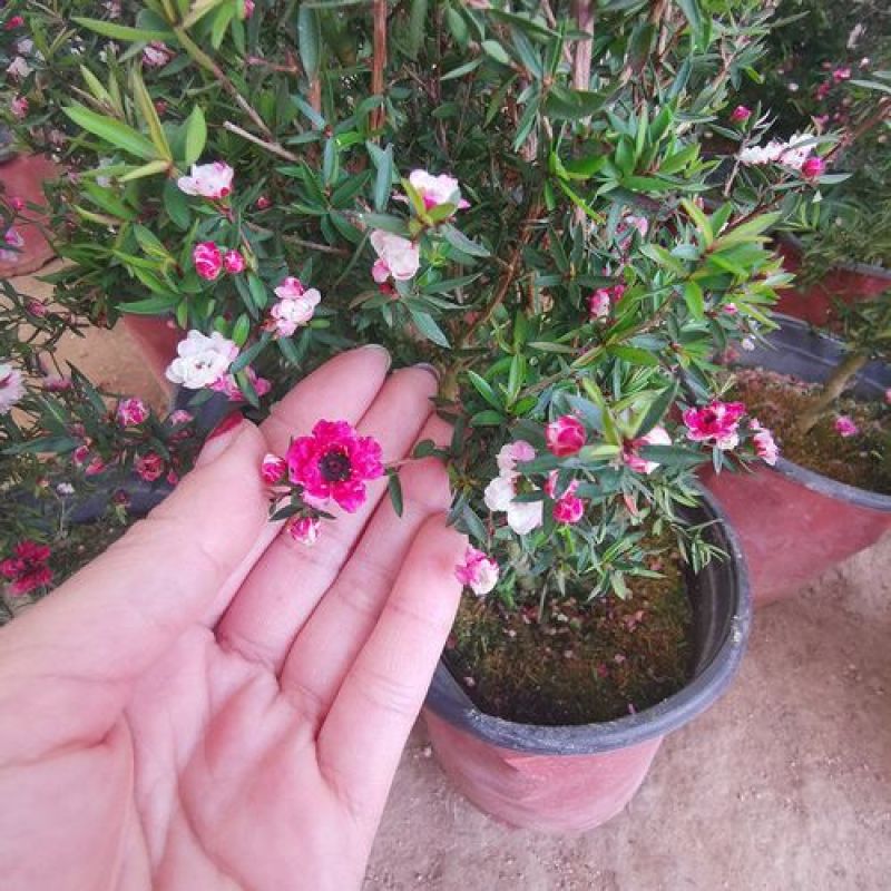 松红梅常年开花盆栽带花苞一树多色耐寒耐热阳台庭院客厅花卉