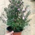 松红梅常年开花盆栽带花苞一树多色耐寒耐热阳台庭院客厅花卉