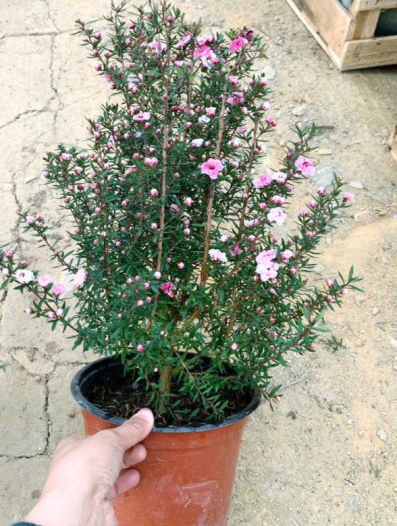 松红梅常年开花盆栽带花苞一树多色耐寒耐热阳台庭院客厅花卉