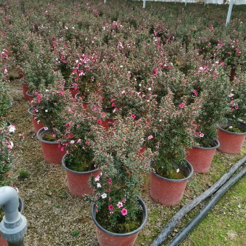 松红梅常年开花盆栽带花苞一树多色耐寒耐热阳台庭院客厅花卉