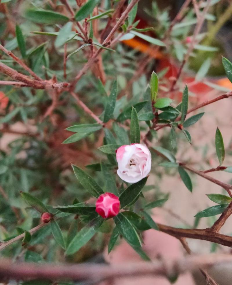松红梅常年开花盆栽带花苞一树多色耐寒耐热阳台庭院客厅花卉