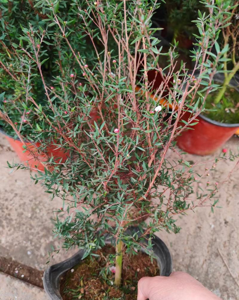 松红梅常年开花盆栽带花苞一树多色耐寒耐热阳台庭院客厅花卉