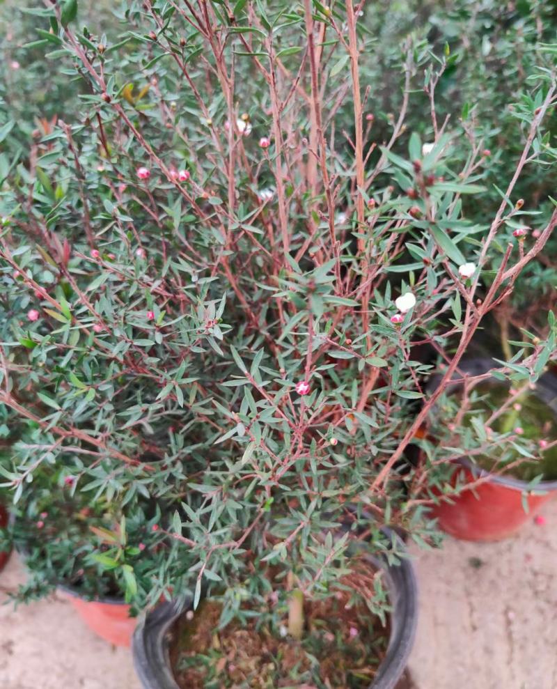 松红梅常年开花盆栽带花苞一树多色耐寒耐热阳台庭院客厅花卉