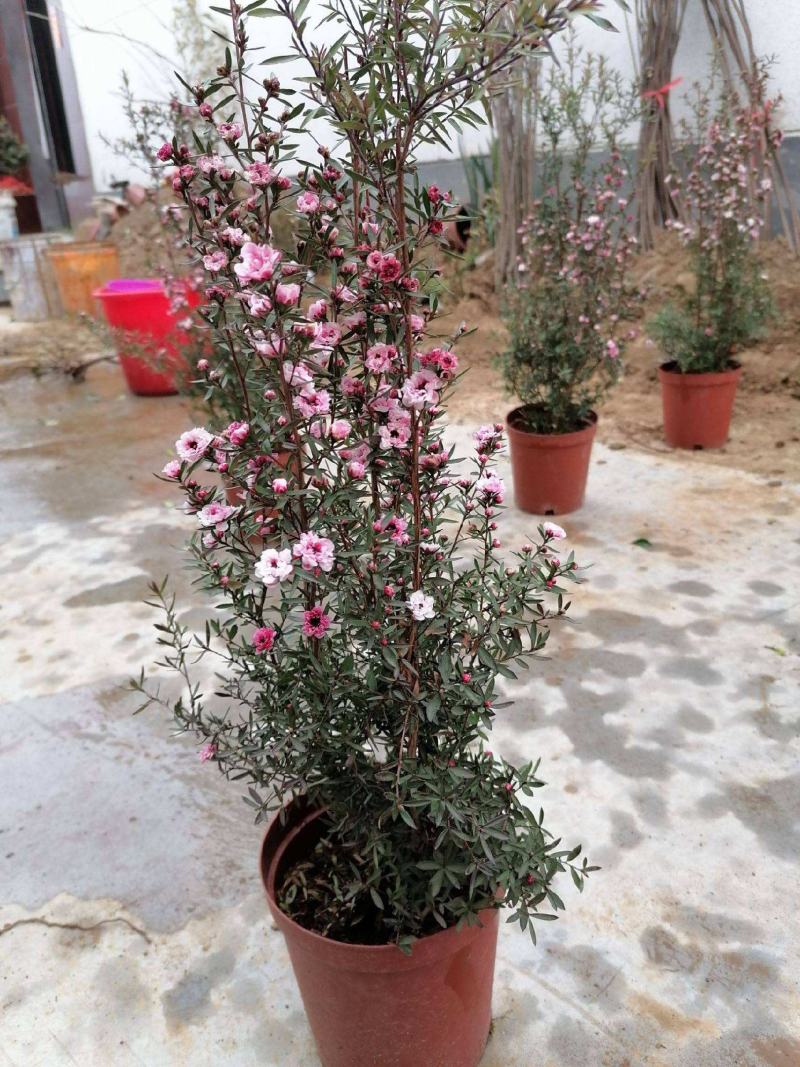 松红梅常年开花盆栽带花苞一树多色耐寒耐热阳台庭院客厅花卉
