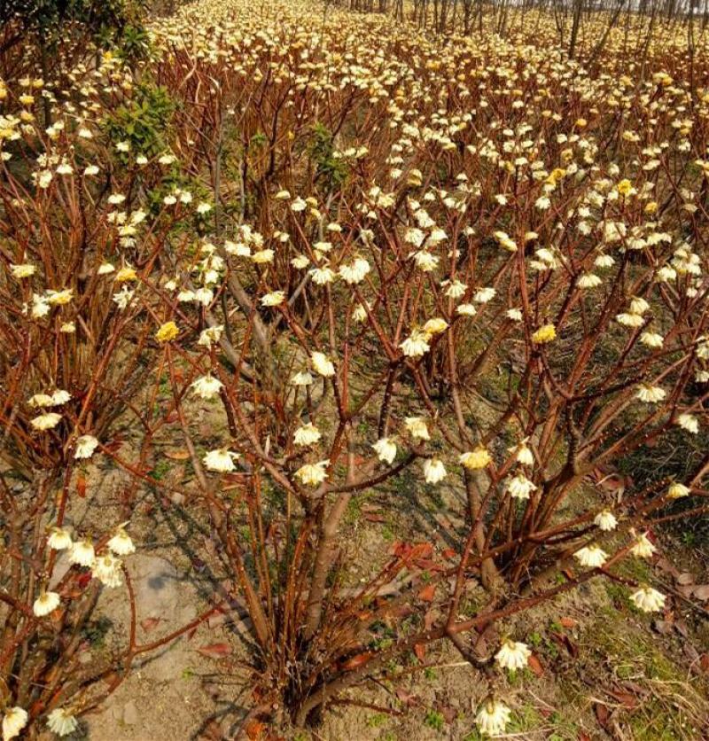 结香花球梦冬花打结花绿化盆景盆栽素材大小规格齐