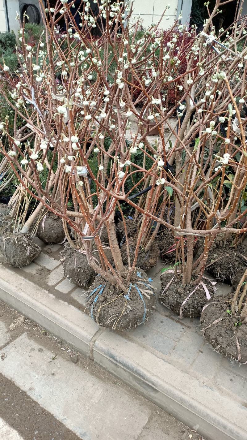 结香花球梦冬花打结花绿化盆景盆栽素材大小规格齐