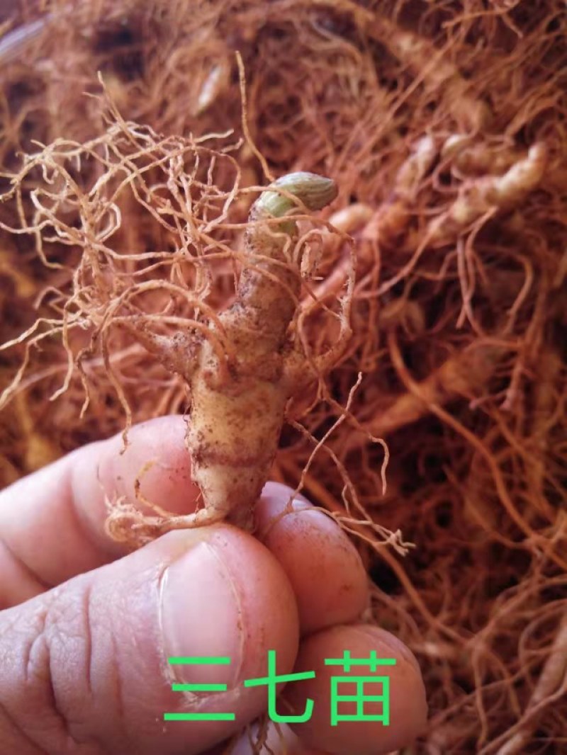 云南文山自育三七苗，健康苗成活率高（自育苗）