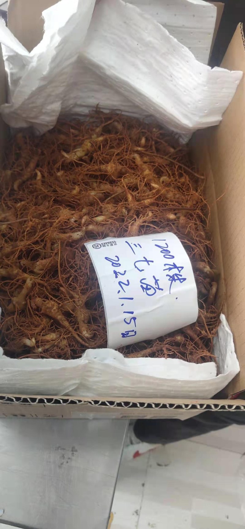 云南文山自育三七苗，健康苗成活率高（自育苗）