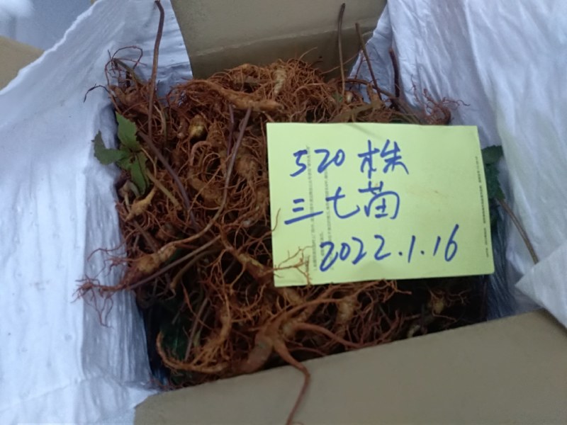 云南文山自育三七苗，健康苗成活率高（自育苗）