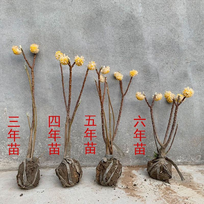 结香花球梦冬花打结花绿化盆景盆栽素材观花植物耐寒