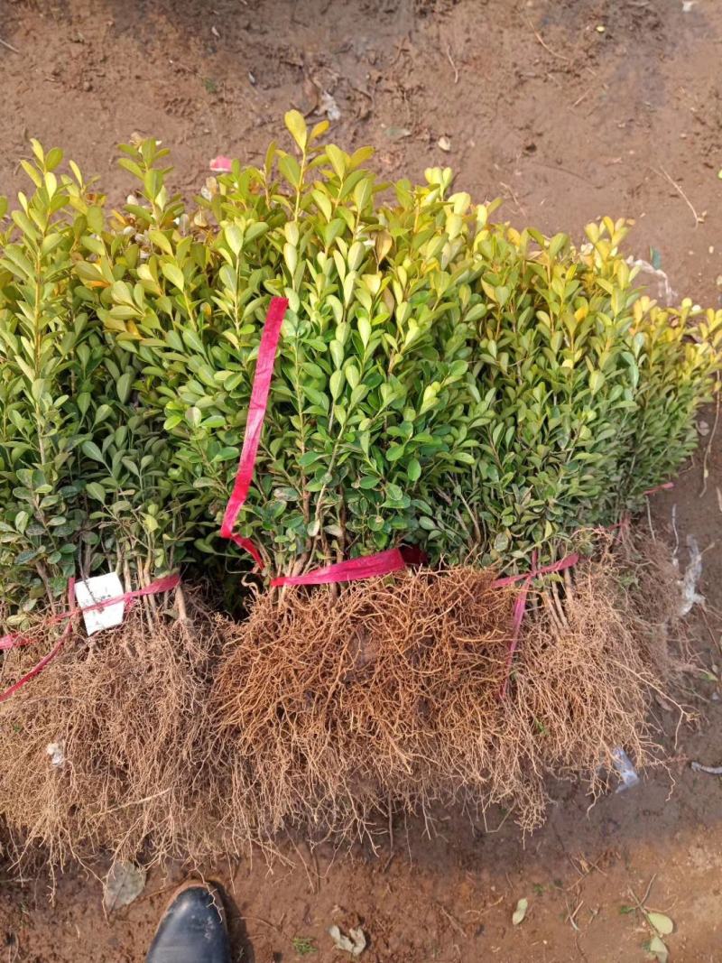 小叶黄杨床苗分栽小苗苗30/50公分高20/30毛球价格