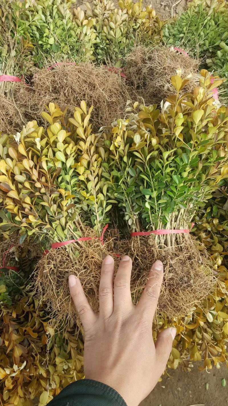 小叶黄杨床苗分栽小苗苗30/50公分高20/30毛球价格