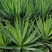 剑麻苗丝兰凤尾兰庭院植物绿化工程苗四季常绿灌木观叶花剑麻
