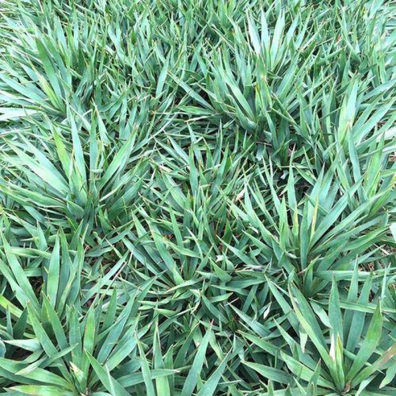 剑麻苗丝兰凤尾兰庭院植物绿化工程苗四季常绿灌木观叶花剑麻