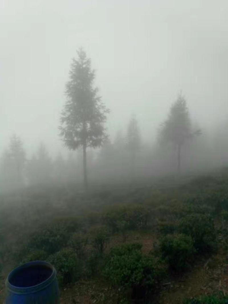 高山蒲坑茶纯手工制作柴火烘焙干