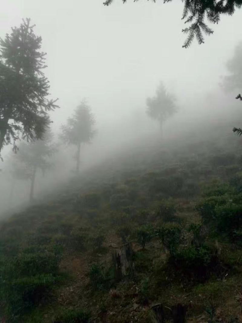 高山蒲坑茶纯手工制作柴火烘焙干
