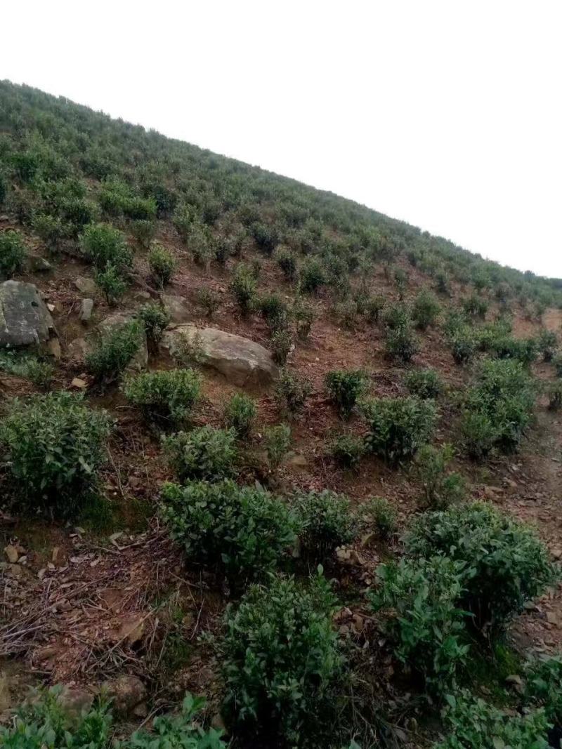 高山蒲坑茶纯手工制作柴火烘焙干