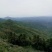 高山蒲坑茶纯手工制作柴火烘焙干
