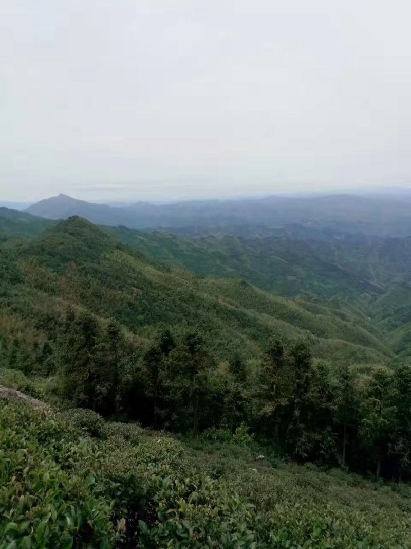 高山蒲坑茶纯手工制作柴火烘焙干