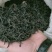 高山蒲坑茶纯手工制作柴火烘焙干