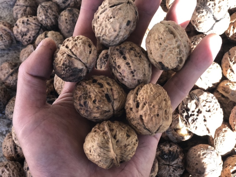 2024年云南新核桃大麻子薄皮泡核桃量大价优