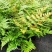 红盖鳞毛蕨盆栽彩虹蕨室外花镜露天蕨类植物多年生观叶常青