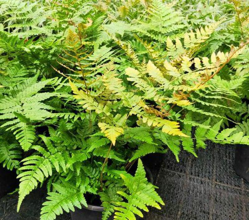 红盖鳞毛蕨盆栽彩虹蕨室外花镜露天蕨类植物多年生观叶常青