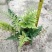 红盖鳞毛蕨盆栽彩虹蕨室外花镜露天蕨类植物多年生观叶常青