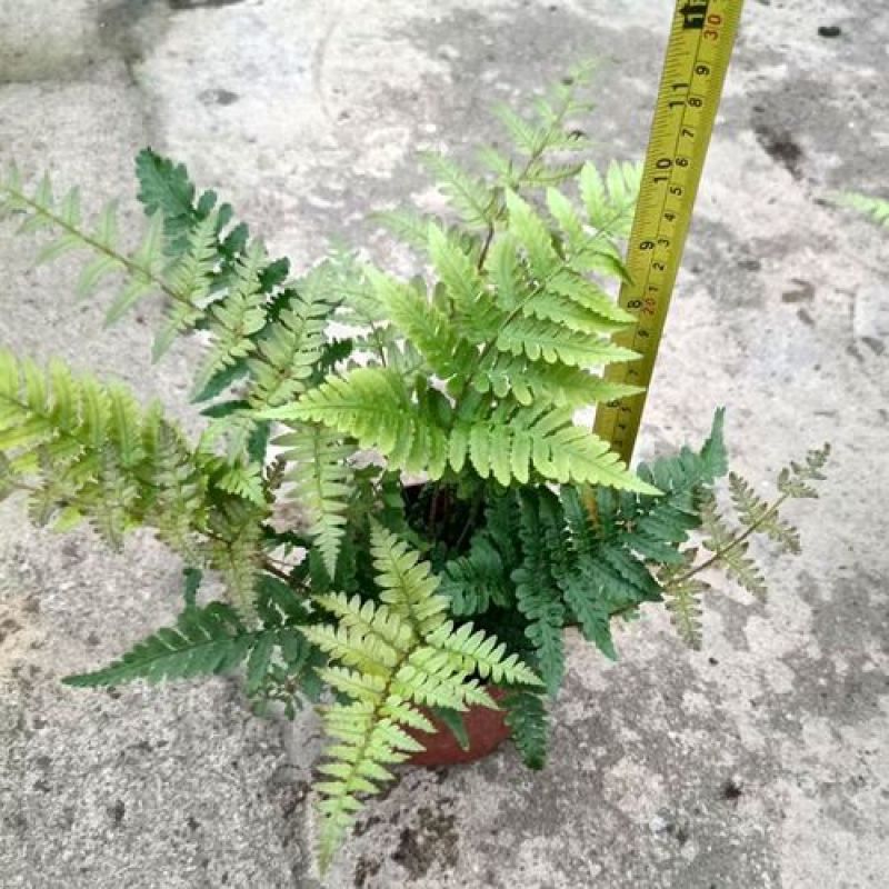 红盖鳞毛蕨盆栽彩虹蕨室外花镜露天蕨类植物多年生观叶常青