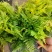红盖鳞毛蕨盆栽彩虹蕨室外花镜露天蕨类植物多年生观叶常青