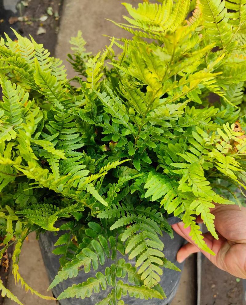 红盖鳞毛蕨盆栽彩虹蕨室外花镜露天蕨类植物多年生观叶常青