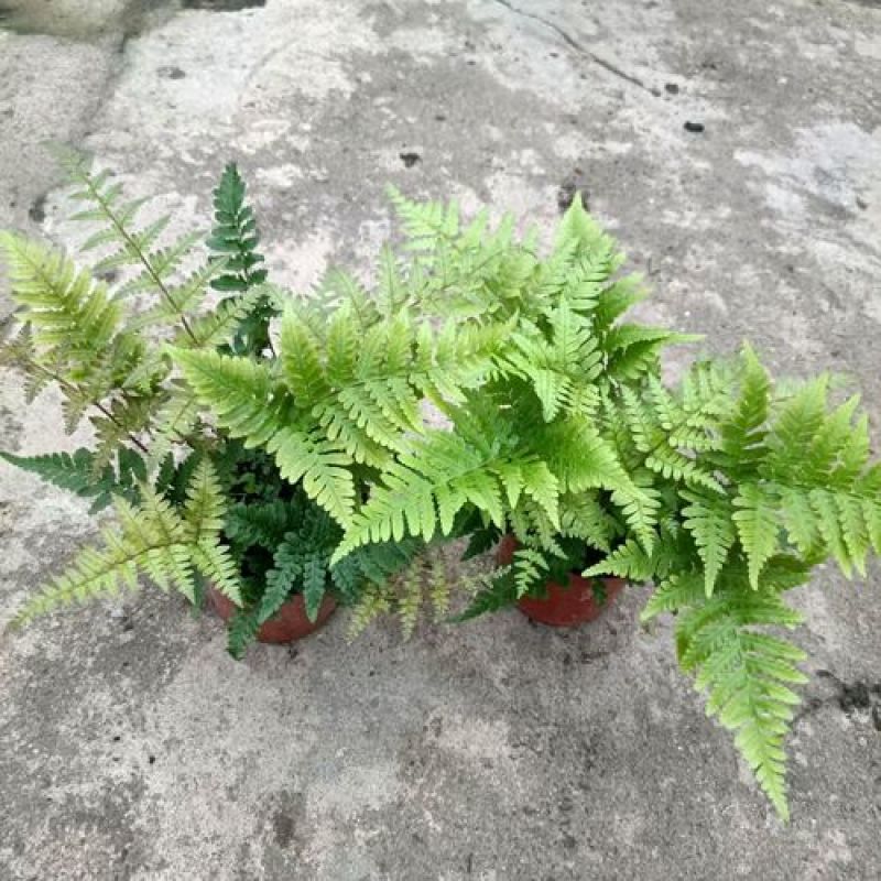 红盖鳞毛蕨盆栽彩虹蕨室外花镜露天蕨类植物多年生观叶常青