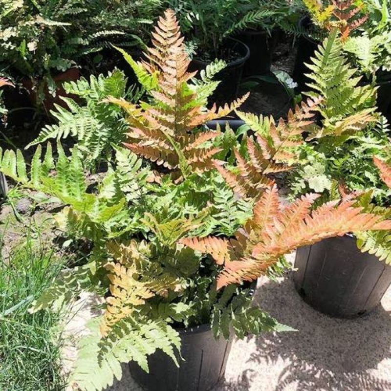 红盖鳞毛蕨盆栽彩虹蕨室外花镜露天蕨类植物多年生观叶常青