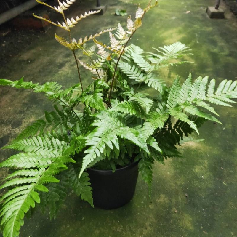 红盖鳞毛蕨盆栽彩虹蕨室外花镜露天蕨类植物多年生观叶常青