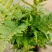 红盖鳞毛蕨盆栽彩虹蕨室外花镜露天蕨类植物多年生观叶常青