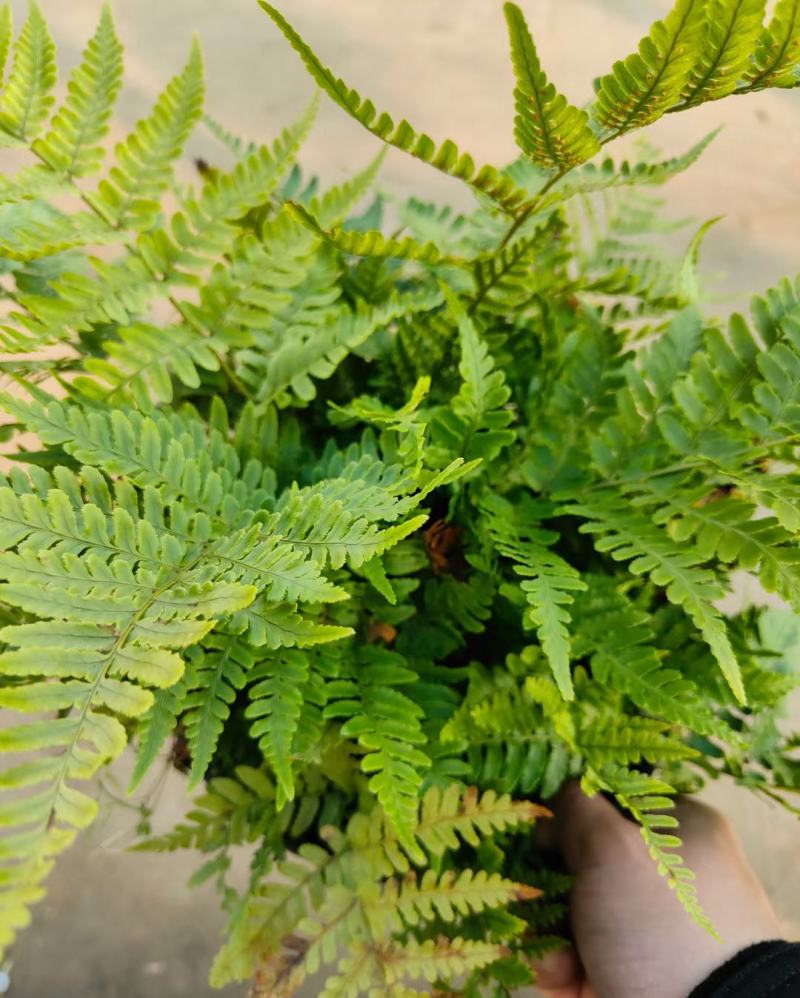 红盖鳞毛蕨盆栽彩虹蕨室外花镜露天蕨类植物多年生观叶常青