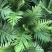 红盖鳞毛蕨盆栽彩虹蕨室外花镜露天蕨类植物多年生观叶常青
